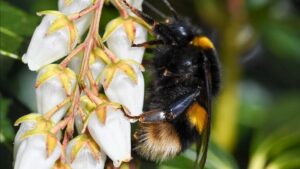 Bee Pollinator flowers ochards